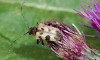 tesařík tesaříkovitý (Brouci), Judolia cerambyciformis, Cerambycidae, Lepturini (Coleoptera)