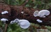 pařezník jemný (Houby), Panellus mitis, Mycenaceae (Fungi)