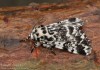 běloskvrnka smrková (Motýli), Panthea coenobita (Lepidoptera)