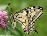 otakárek fenyklový (Motýli), Papilio machaon (Lepidoptera)