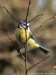 sýkora modřinka (Ptáci), Parus caeruleus (Aves)