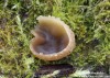 řasnatka uhelná (Houby), Peziza echinospora, Pezizaceae (Fungi)