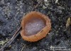 řasnatka uhelná (Houby), Peziza echinospora, Pezizaceae (Fungi)