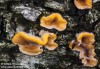 žilnatka oranžová (Houby), Phlebia radiata, Meruliaceae (Fungi)
