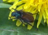 listokaz zahradní (Brouci), Phyllopertha horticola, Scarabaeoidea, Rutelidae (Coleoptera)