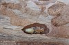 tesařík skladištní (Brouci), Phymatodes testaceus, Cerambycidae, Callidiini (Coleoptera)