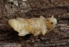 tesařík skladištní (Brouci), Phymatodes testaceus, Cerambycidae, Callidiini (Coleoptera)