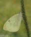  (Motýli),  (Lepidoptera)