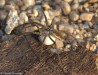 lovčík hajní (Pavouci), Pisaura mirabilis (Arachnida)