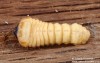 tesařík dubový (Brouci), Plagionotus arcuatus, Cerambycidae, Clytini (Coleoptera)