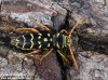 tesařík dubový (Brouci), Plagionotus arcuatus, Cerambycidae, Clytini (Coleoptera)