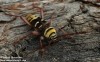 tesařík dubinový (Brouci), Plagionotus detritus, Cerambycidae, Clytini (Coleoptera)