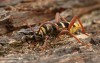 tesařík dubinový (Brouci), Plagionotus detritus, Cerambycidae, Clytini (Coleoptera)