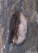 netopýr ušatý (Savci), Plecotus auritus, Vespertilionidae, Chiroptera (Mammalia)
