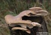 hlíva ústřičná (Houby), Pleurotus ostreatus, Pleurotaceae (Fungi)