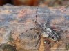 tesařík (Brouci), Pogonocherus decoratus, Cerambycidae, Pogonocherini (Coleoptera)