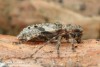 tesařík (Brouci), Pogonocherus decoratus, Cerambycidae, Pogonocherini (Coleoptera)