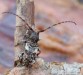 tesařík (Brouci), Pogonocherus fasciculatus fasciculatus, Cerambycidae, Pogonocherini (Coleoptera)