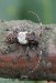 tesařík (Brouci), Pogonocherus hispidulus, Cerambycidae, Pogonocherini (Coleoptera)