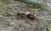 tesařík (Brouci), Pogonocherus ovatus, Cerambycidae, Pogonocherini (Coleoptera)