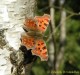babočka bílé C (Motýli), Polygonia c-album (Lepidoptera)