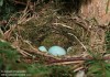 Pěvuška modrá (Ptáci), Prunella modularis (Aves)