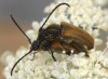 tesařík (Brouci), Pseudovadonia livida, Cerambycidae, Lepturini (Coleoptera)