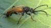 tesařík (Brouci), Pseudovadonia livida, Cerambycidae, Lepturini (Coleoptera)