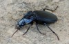 střevlík (Brouci), Pterostichus melanarius, Carabidae, Pterostichina (Coleoptera)