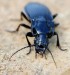 střevlíček (Brouci), Pterostichus melanarius, Carabidae, Pterostichina (Coleoptera)