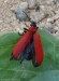 červenáček ohnivý (Brouci), Pyrochroa coccinea, (Coleoptera)