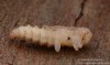 červenáček ohnivý (Brouci), Pyrochroa coccinea, (Coleoptera)