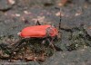 tesařík rudý (Brouci), Pyrrhidium sanguineum, Cerambycidae, Callidiini (Coleoptera)