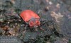tesařík rudý (Brouci), Pyrrhidium sanguineum, Cerambycidae, Callidiini (Coleoptera)