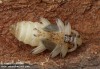 kousavec korový (Brouci), Rhagium inquisitor, Cerambycidae, Rhagiini (Coleoptera)