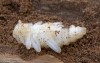kousavec hlodavý (Brouci), Rhagium mordax, Cerambycidae, Rhagiini (Coleoptera)