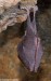 vrápenec malý (Savci), Rhinolophus hipposideros, Rhinolophidae, Chiroptera (Mammalia)
