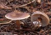 penízovka máslová (Houby), Rhodocollybia butyracea, Marasmiaceae (Fungi)