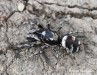 skákavka pruhovaná (Pavouci), Salticus scenicus (Arachnida)
