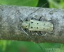 kozlíček (Brouci), Saperda octopunctata, Cerambycidae, Saperdini (Coleoptera)