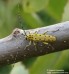 kozlíček (Brouci), Saperda perforata, Cerambycidae, Saperdini (Coleoptera)