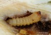 kozlíček topolový (Brouci), Saperda populnea populnea, Cerambycidae, Saperdini (Coleoptera)