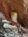 kozlíček mramorový (Brouci), Saperda scalaris scalaris, Cerambycidae, Saperdini (Coleoptera)