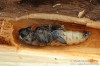 kozlíček (Brouci), Saperda similis, Cerambycidae, Saperdini (Coleoptera)