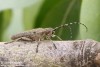 kozlíček (Brouci), Saperda similis, Cerambycidae, Saperdini (Coleoptera)