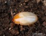potemník (Brouci), Scaphidema metallicum var. bicolor (Coleoptera)