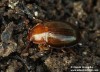 potemník (Brouci), Scaphidema metallicum var. bicolor (Coleoptera)