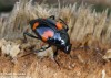 drabčík (Brouci), Scaphidium quadrimaculatum, Staphylinidae (Coleoptera)