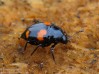 drabčík (Brouci), Scaphidium quadrimaculatum, Staphylinidae (Coleoptera)