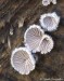 klanolístka obecná (Houby), Schizophyllum commune, Schizophyllaceae (Fungi)